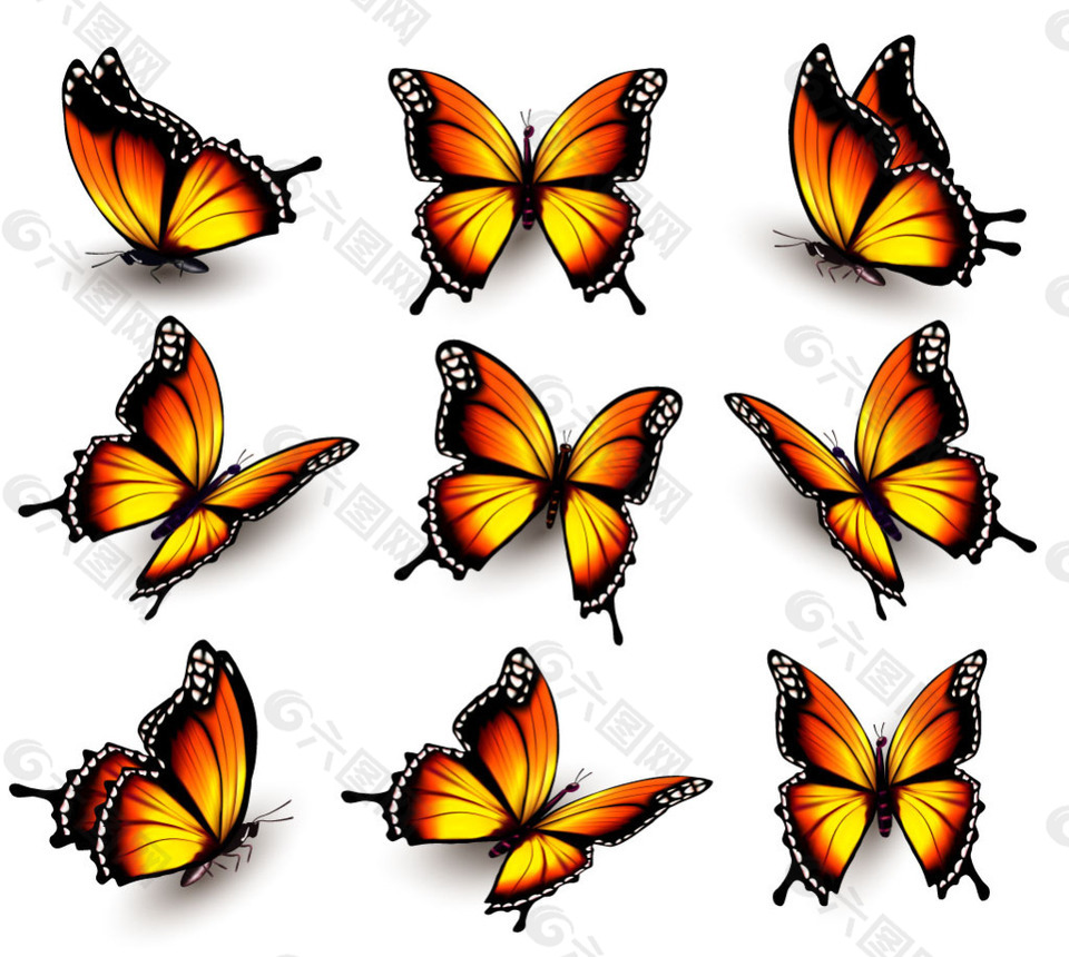 橙色的各种姿态的蝴蝶