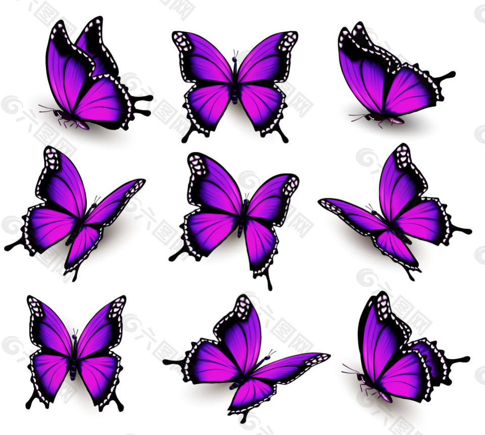 9只紫色的不同姿态蝴蝶