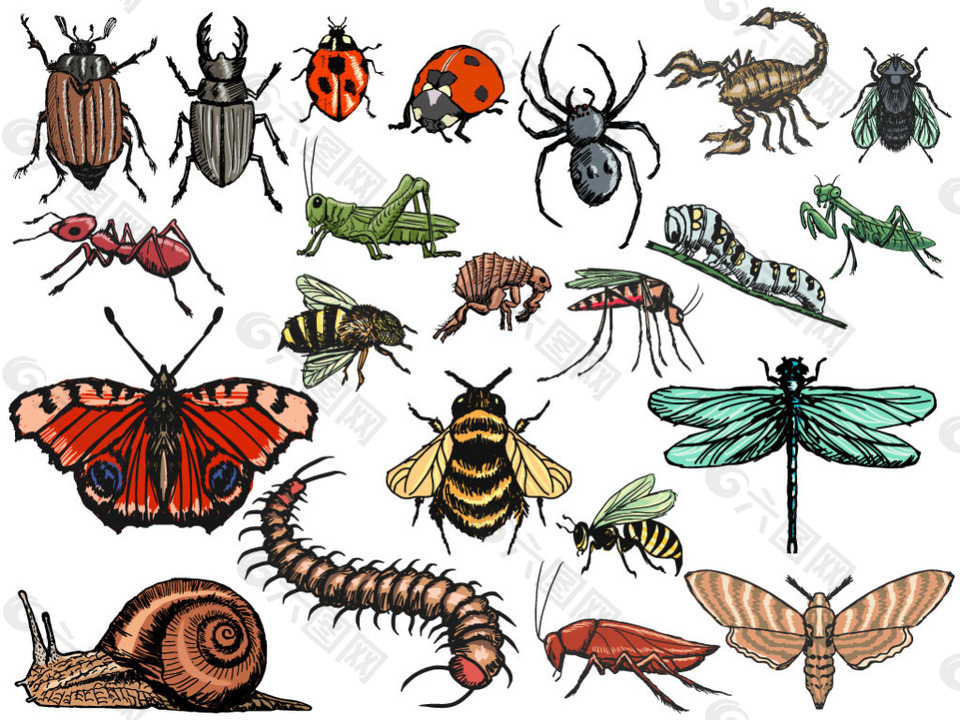 各种各样不同颜色美丽的昆虫
