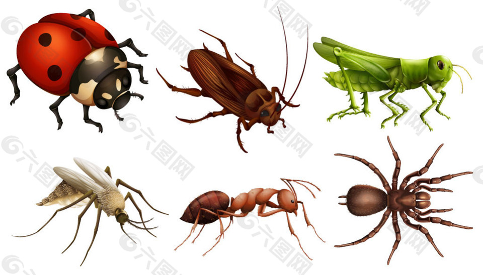 各种昆虫七星瓢虫蚂蚁蝗虫
