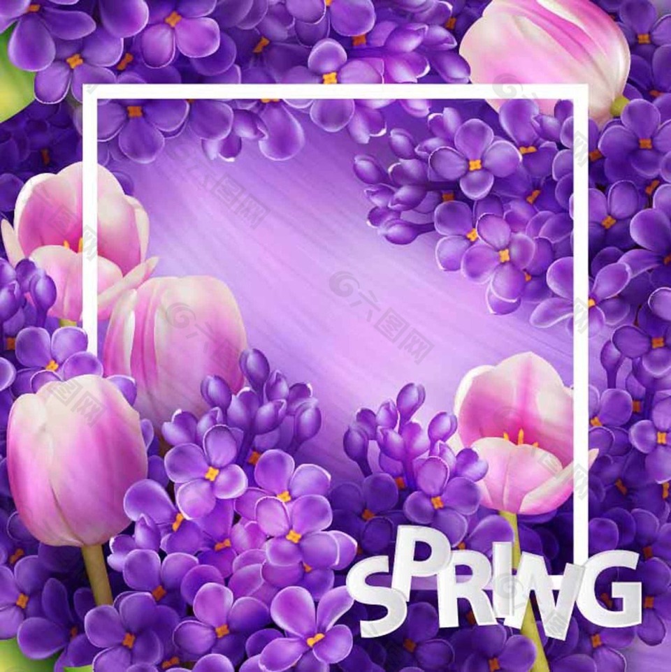 紫色丁香花朵