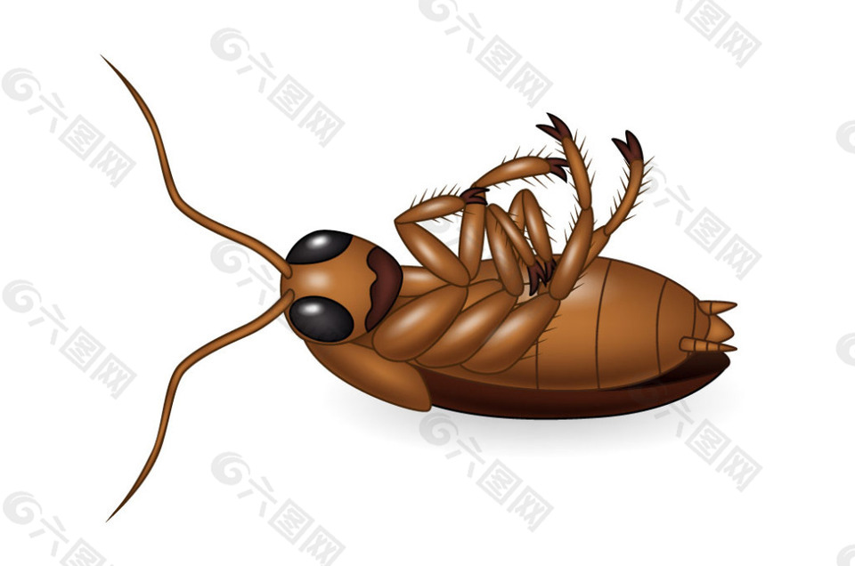 手绘一只棕色甲虫