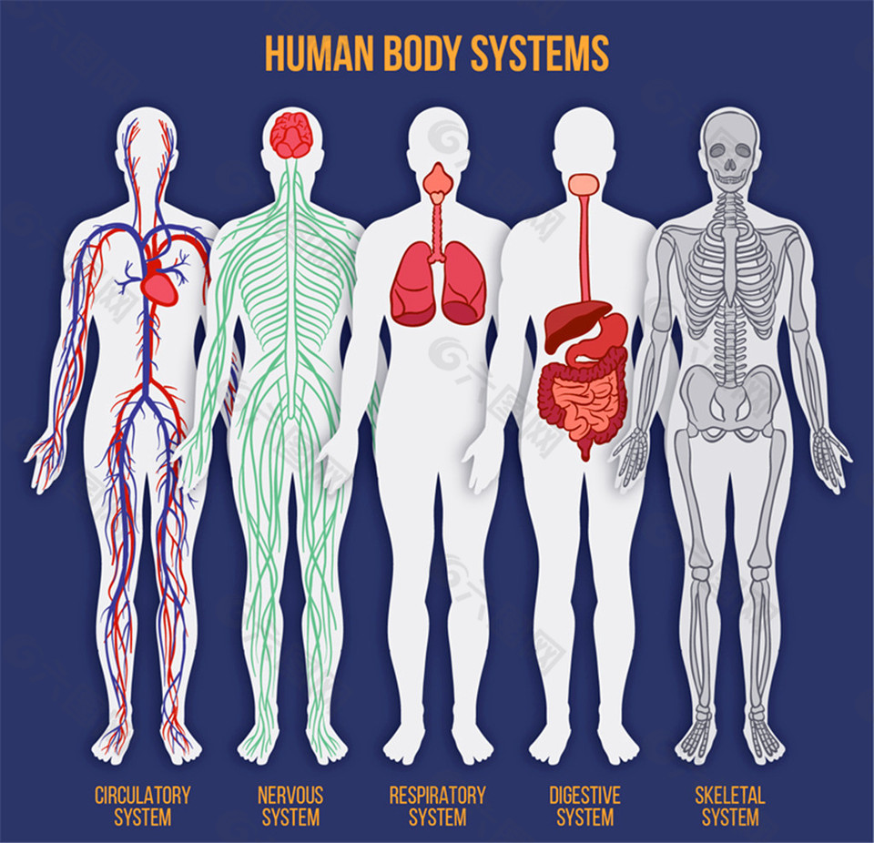 5款彩绘人体系统平面图矢量素材