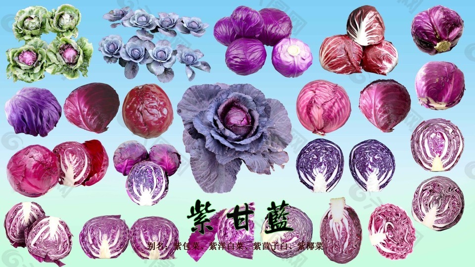 紫色甘蓝菜图片PSD分层素材