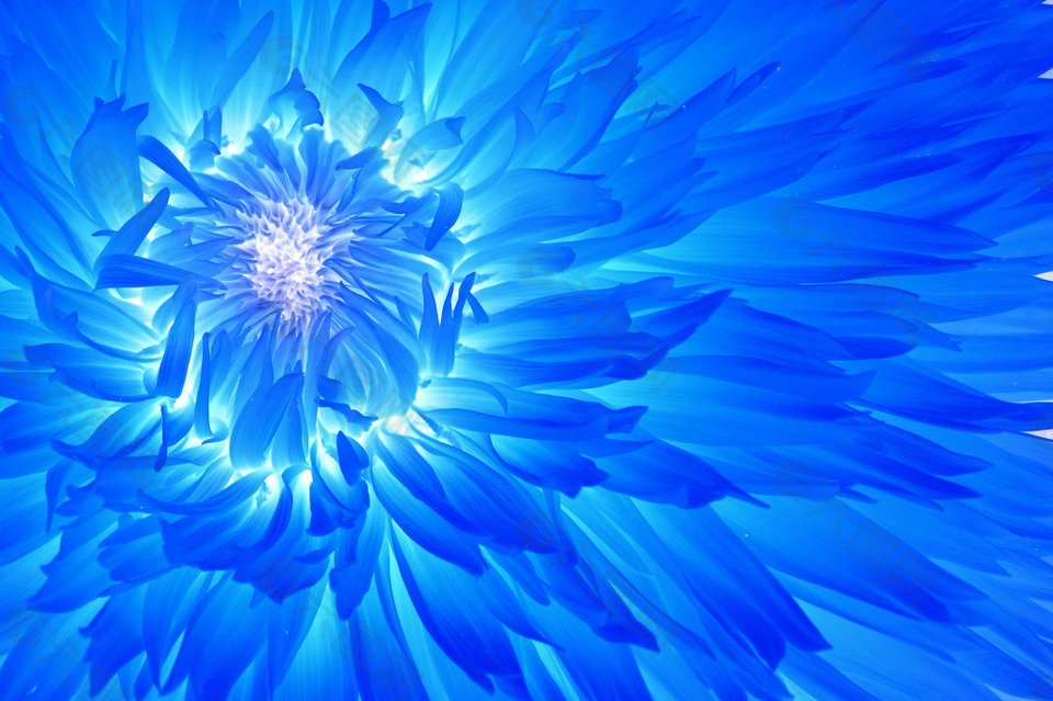 蓝色花卉元素背景