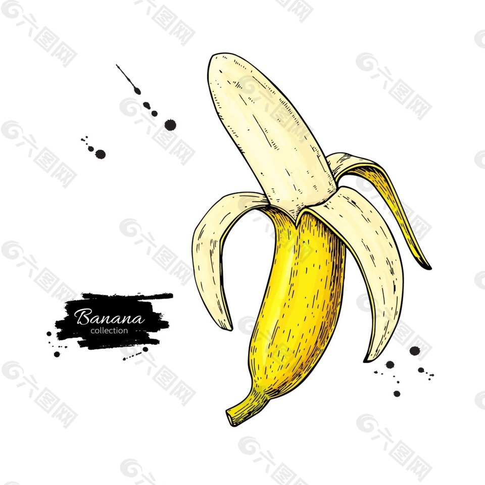 手绘香蕉线稿插画矢量素材下载