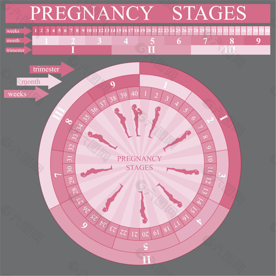 粉色怀孕阶段图表模板矢量素材下载