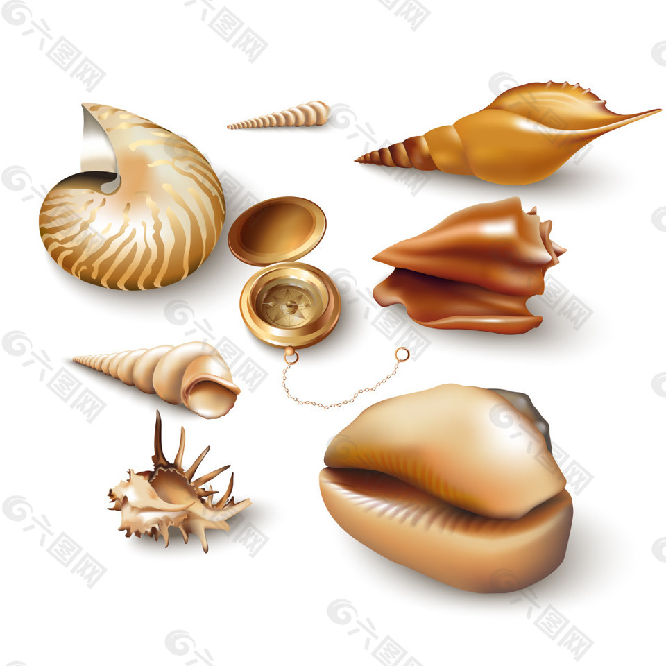 夏季贝壳海螺怀表分解元素