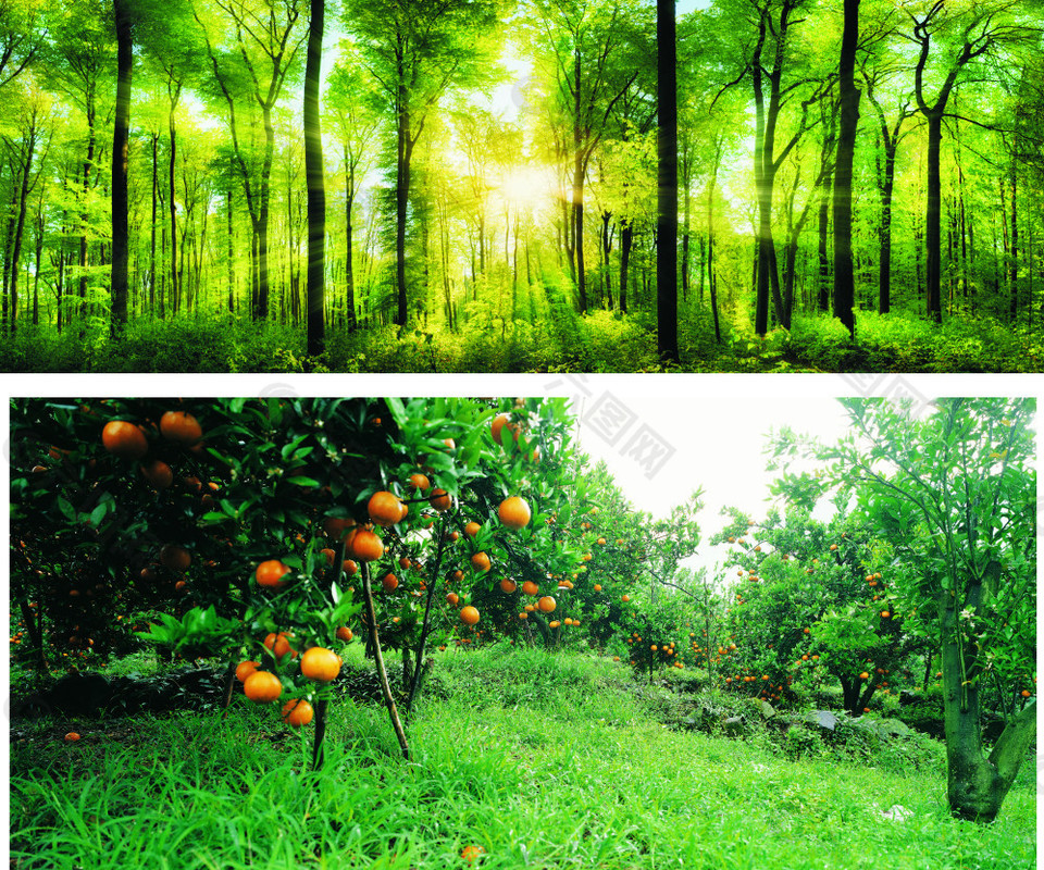 绿色森林背景背景素材免费下载 图片编号 六图网