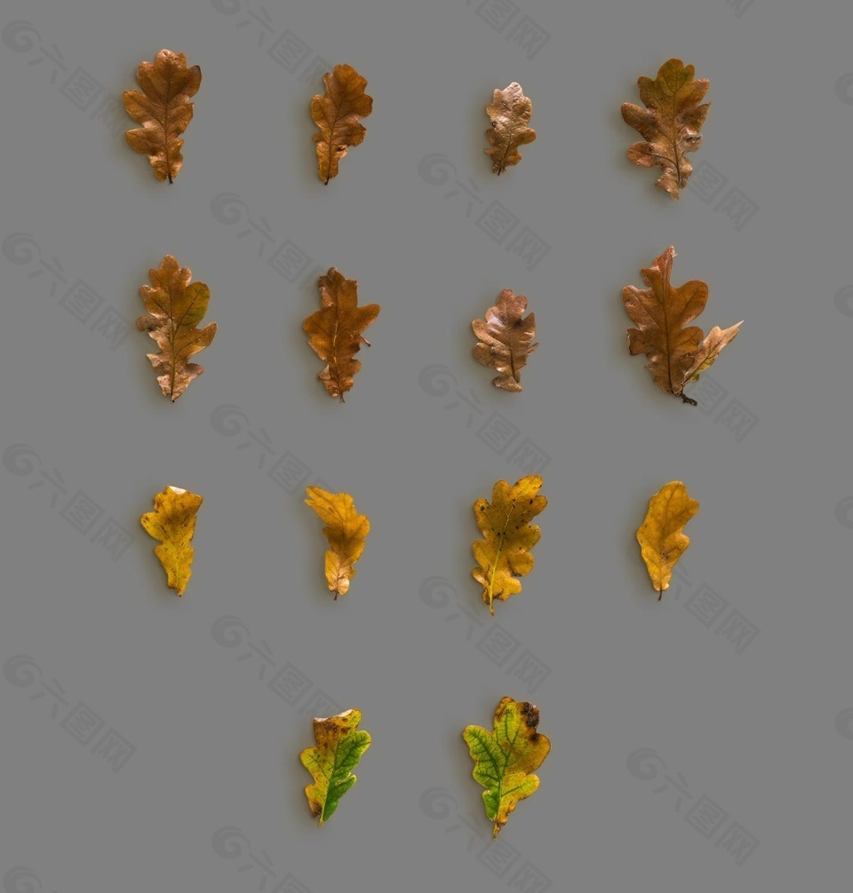 形态各异黄绿色干枯小树叶秋季元素