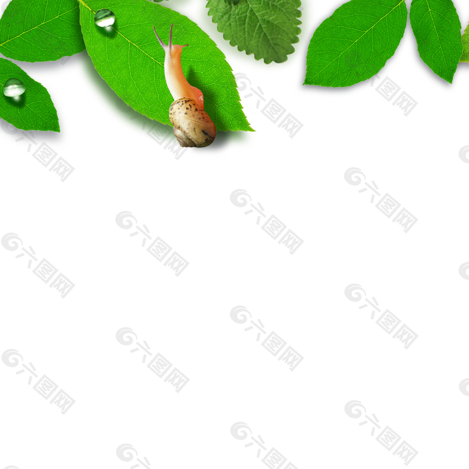 清新唯美蜗牛绿叶