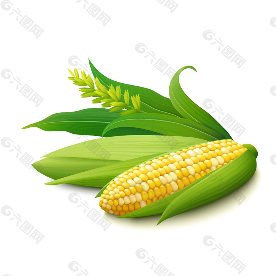 绿色玉米图片