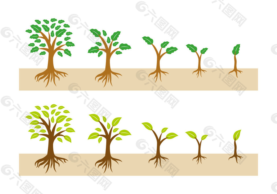 矢量树木成长过程