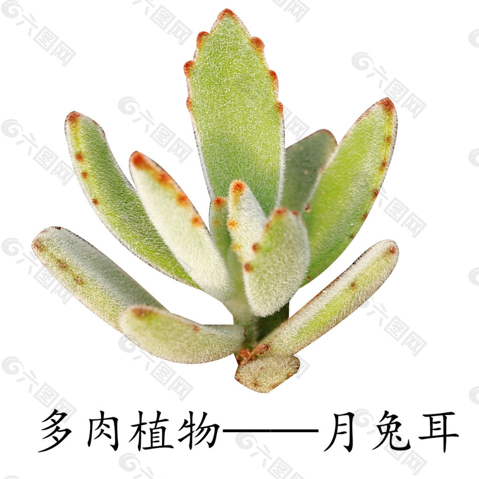 多肉植物月兔耳