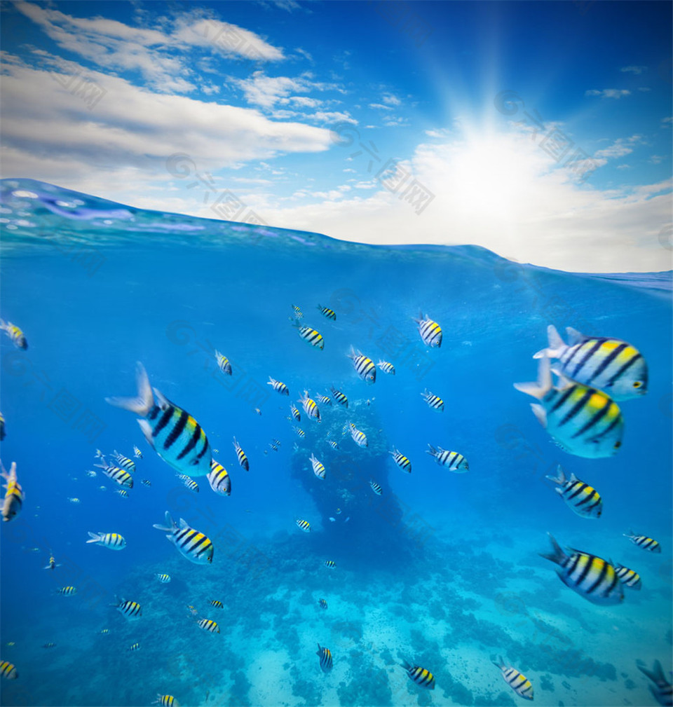 阳光条纹鱼海底风光图片背景素材免费下载 图片编号 六图网