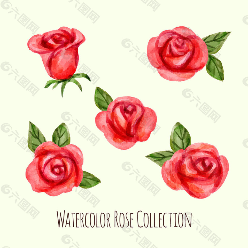 红色水彩风格玫瑰插图