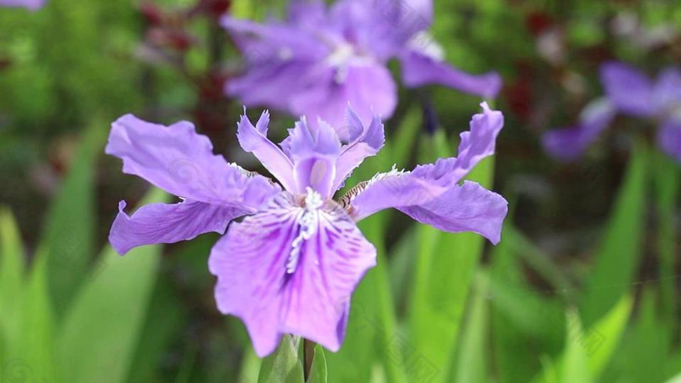 实拍兰花素材