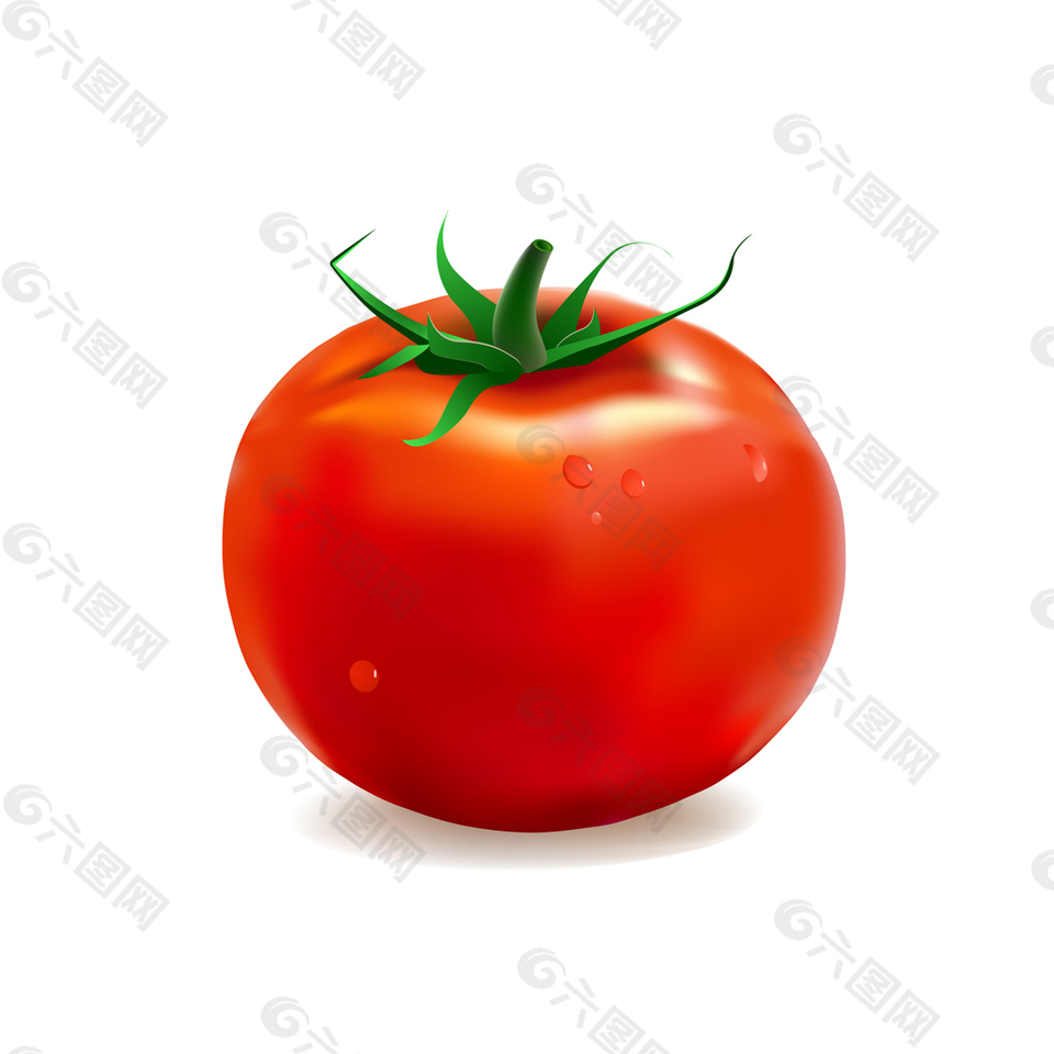 番茄西红柿矢量素材