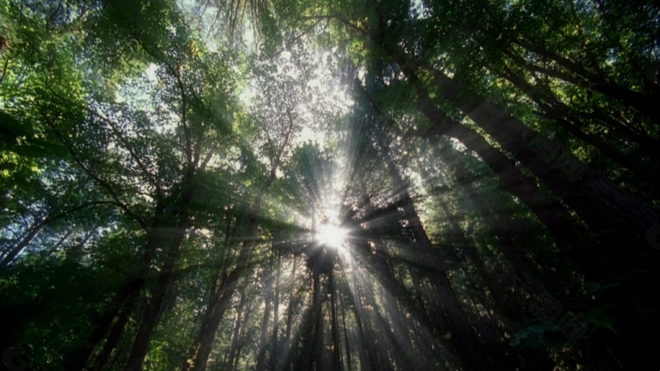 自然光线风景视频素材