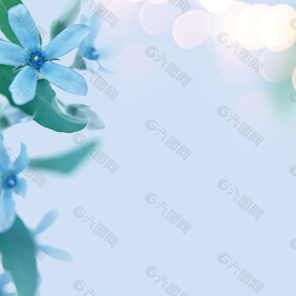 花朵树叶光圈淡蓝色素材
