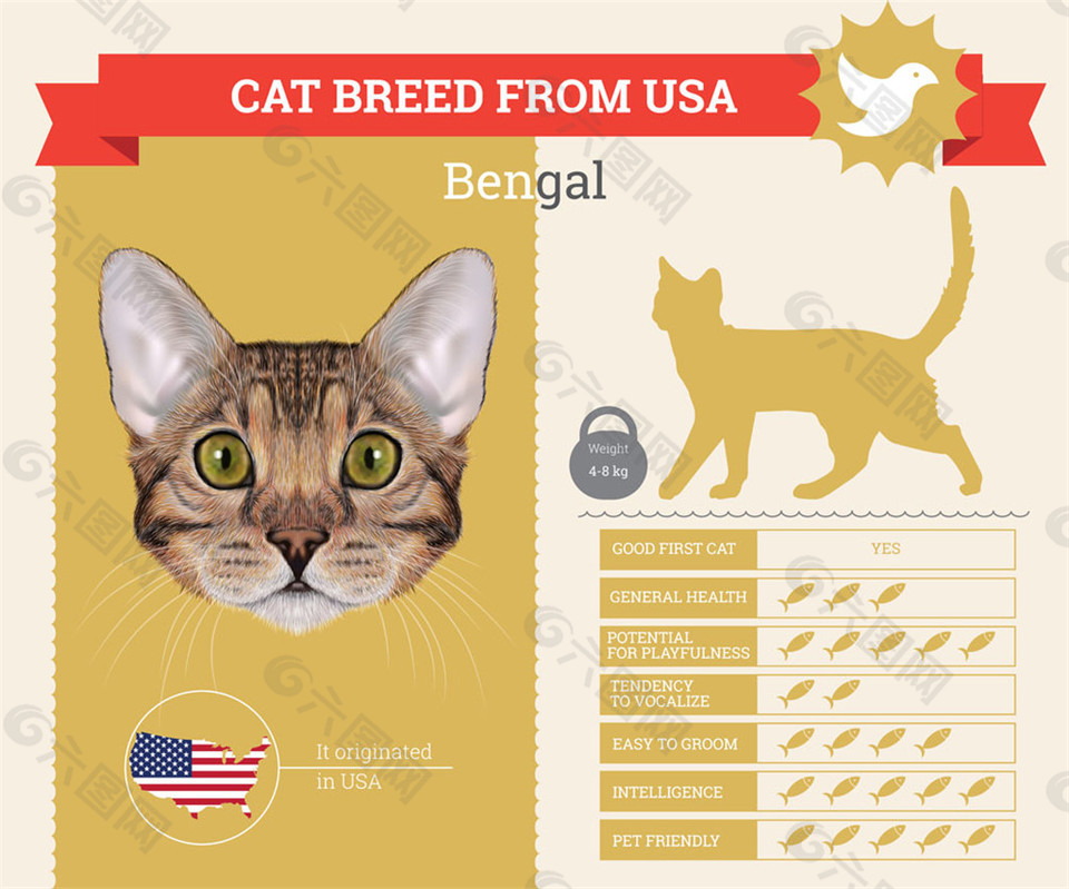 卡通猫信息图表图片