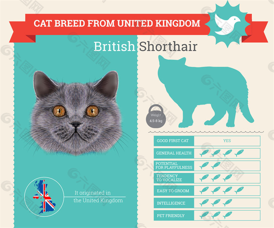 英国短毛猫图表图片