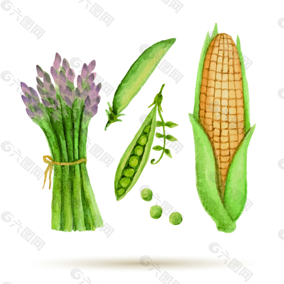 玉米蚕豆素描手绘水果食物矢量图