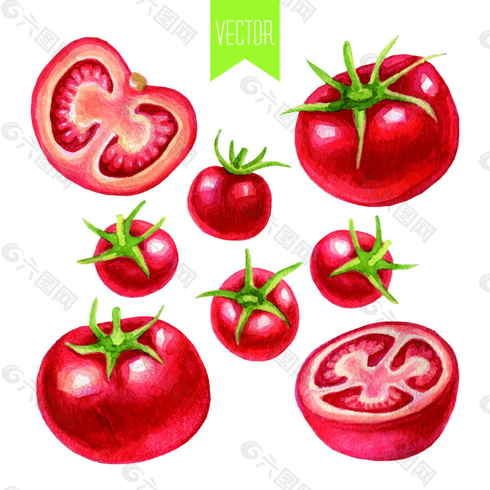 番茄素描手绘水果食物矢量图