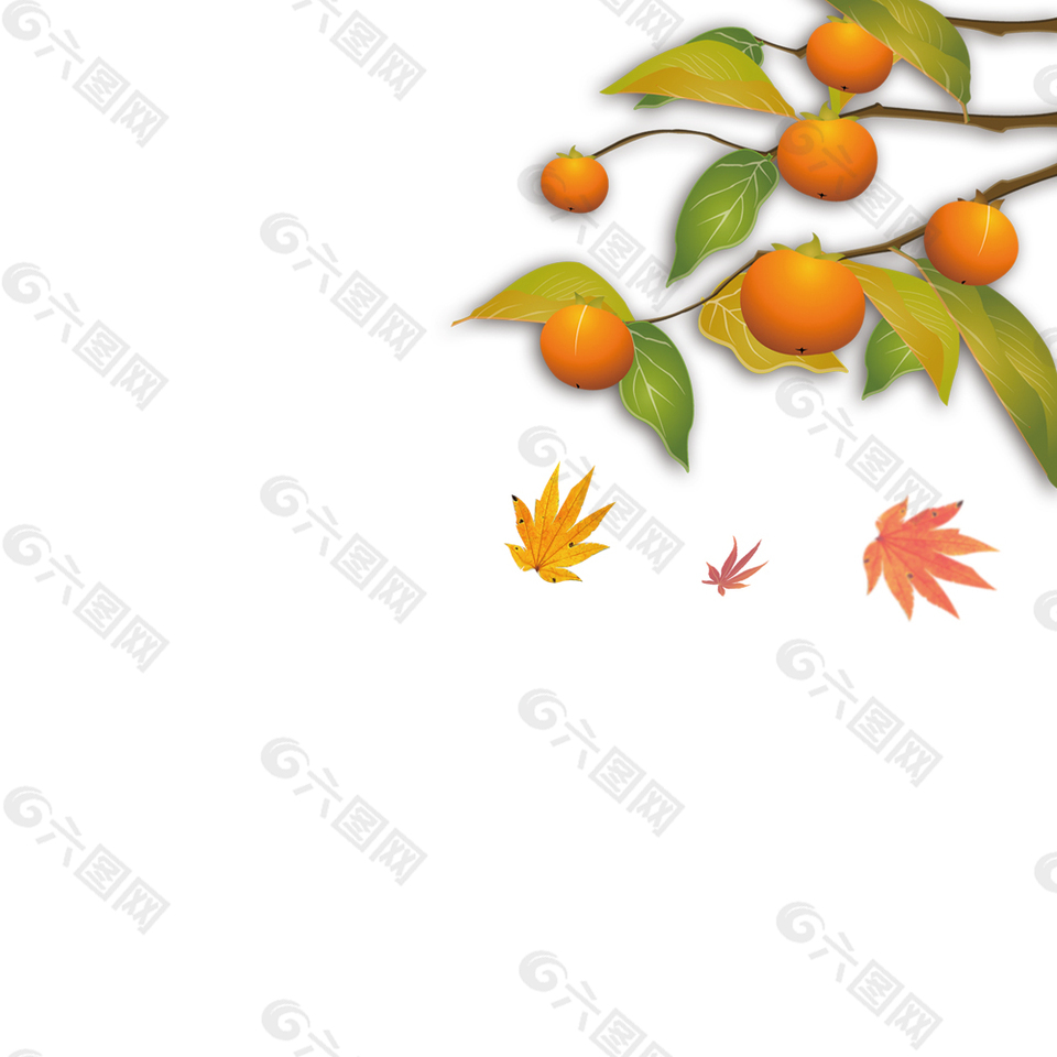 橘子枫叶