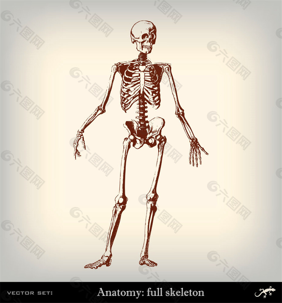 人体骨架插画图片平面广告素材免费下载(图片编号:8681474)
