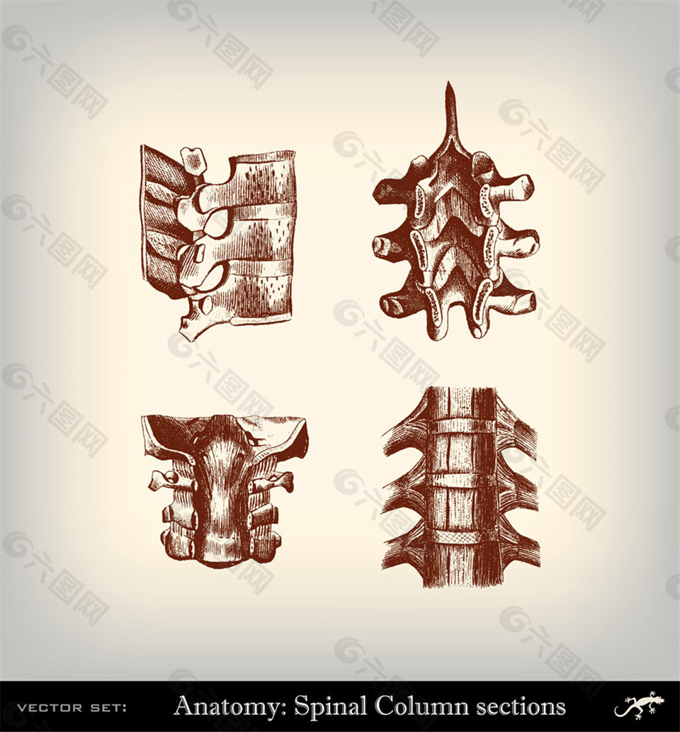 人体脊椎插画图片