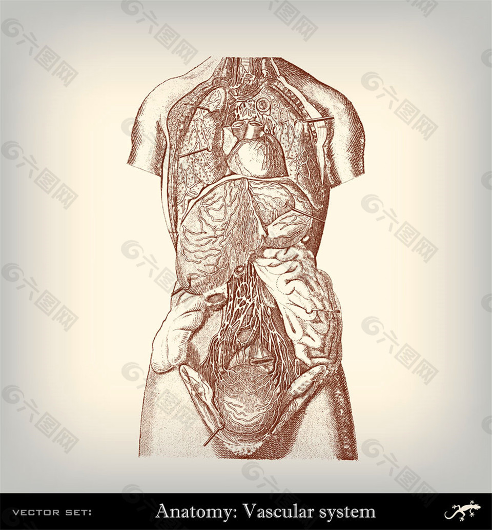 人体解剖插图图片