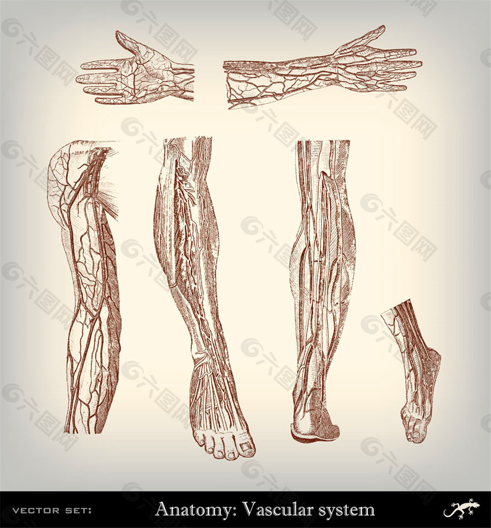 人体手脚器官图片