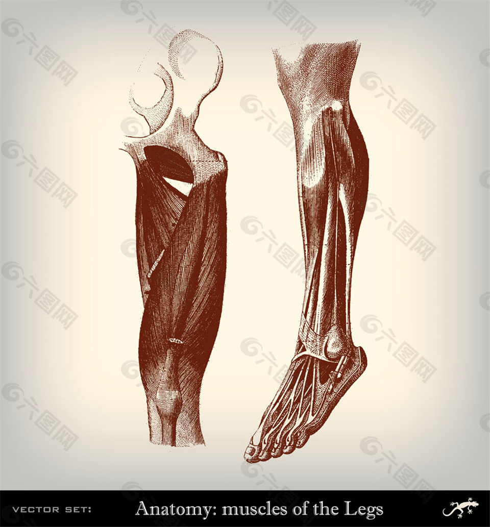 人体腿部肌肉图片