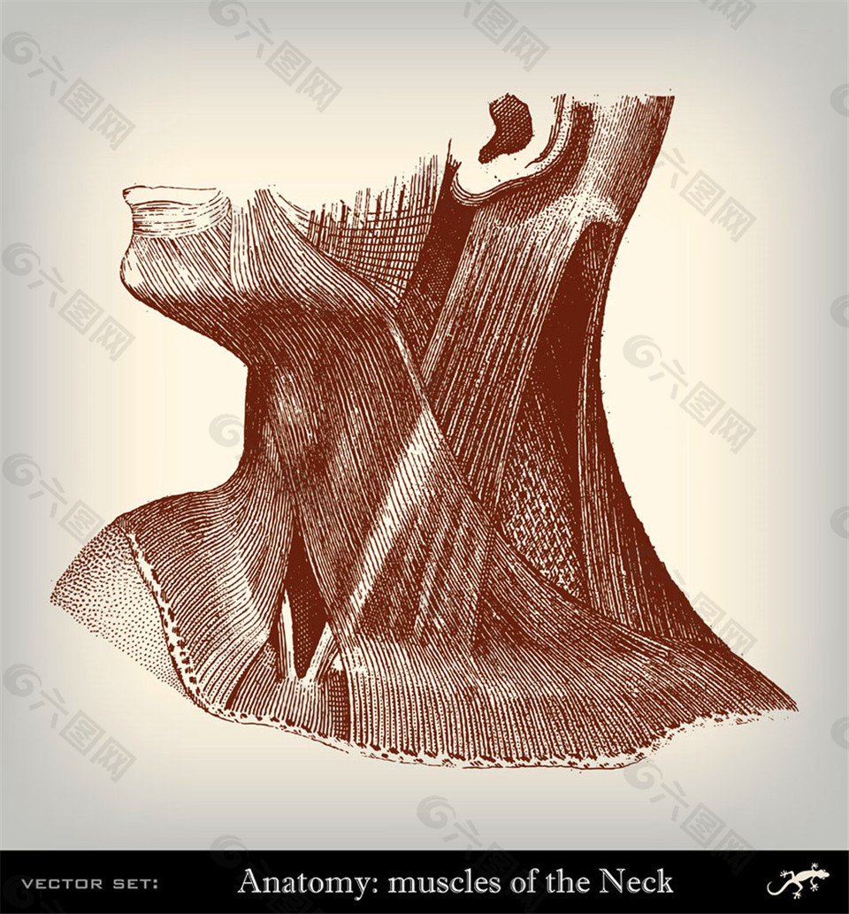 男性颈部肌肉插画图片
