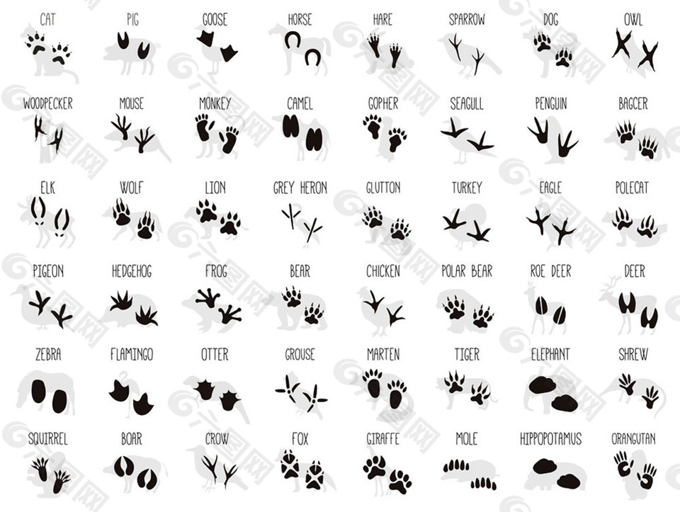 十二生肖动物脚印图片图片