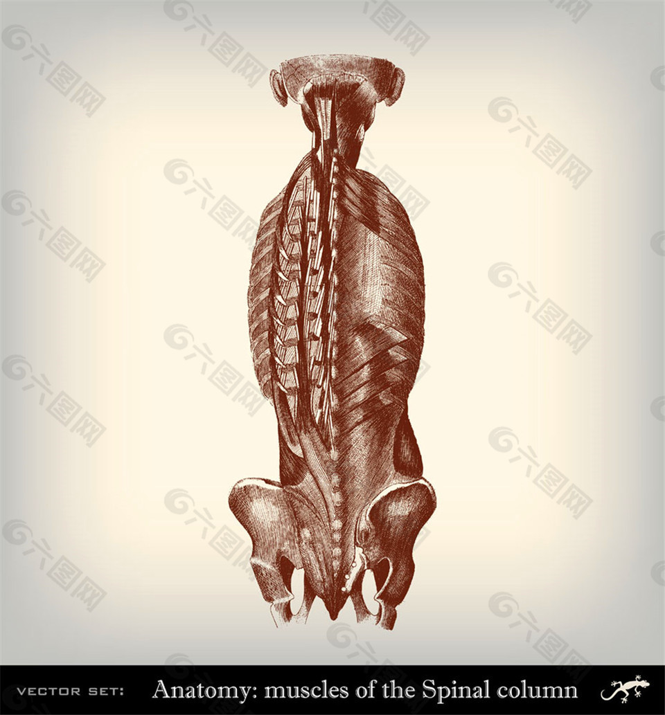 人体背部肌肉图片