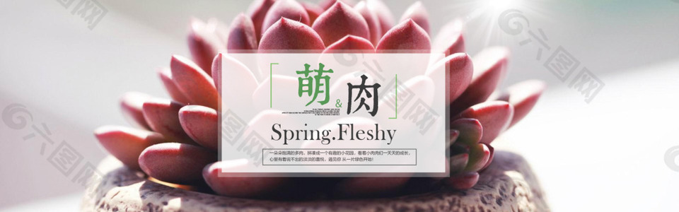 多肉海报banner