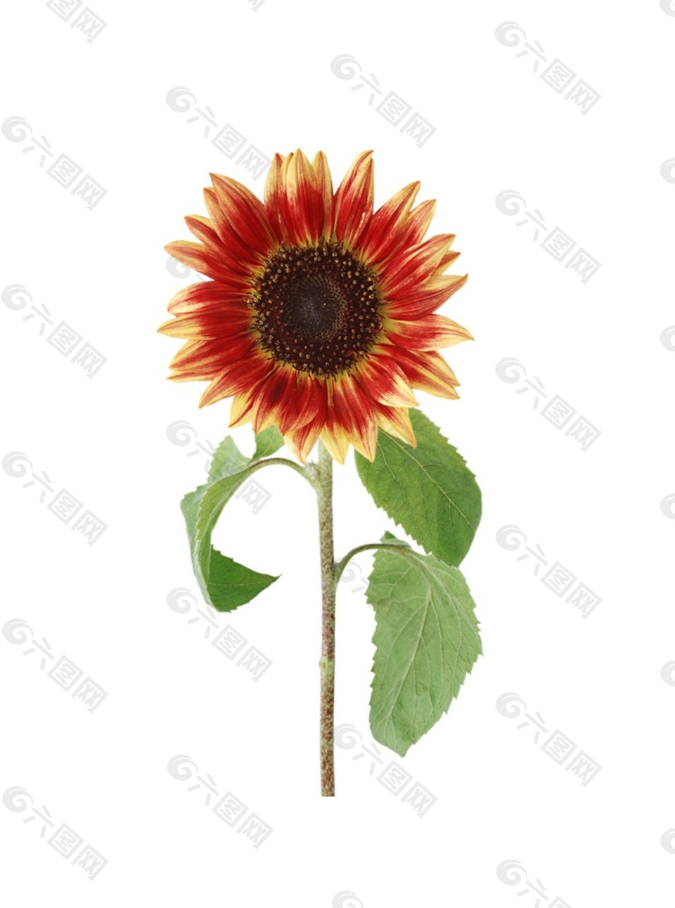 桔色向日葵元素