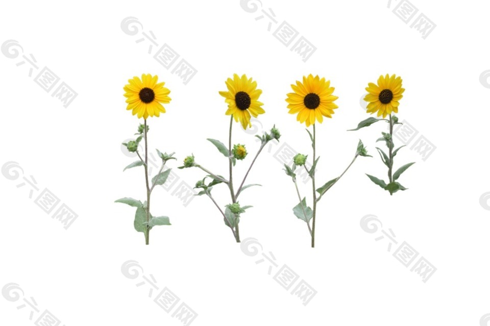 黄色向日葵元素