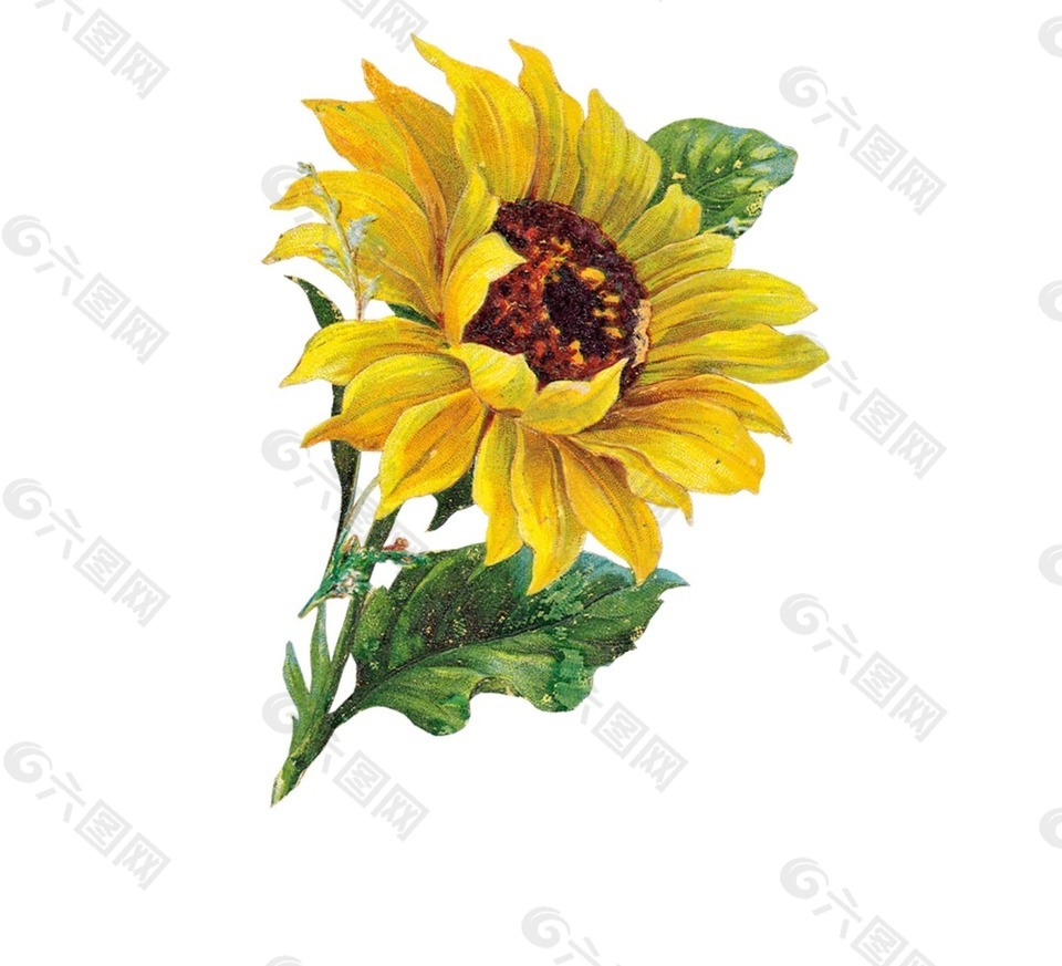 黄色向日葵元素