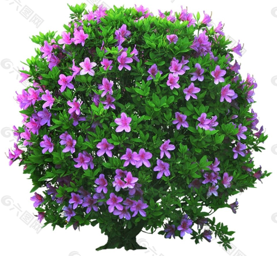 紫色花朵元素