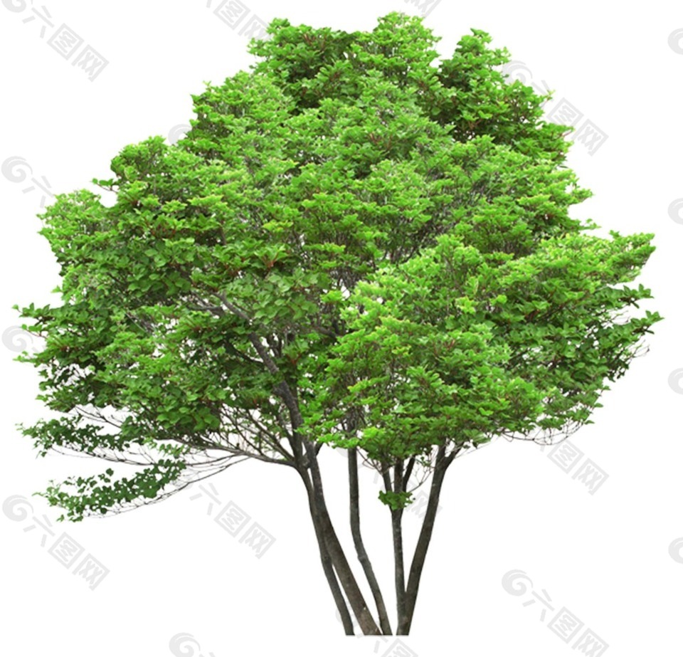 绿色大树元素