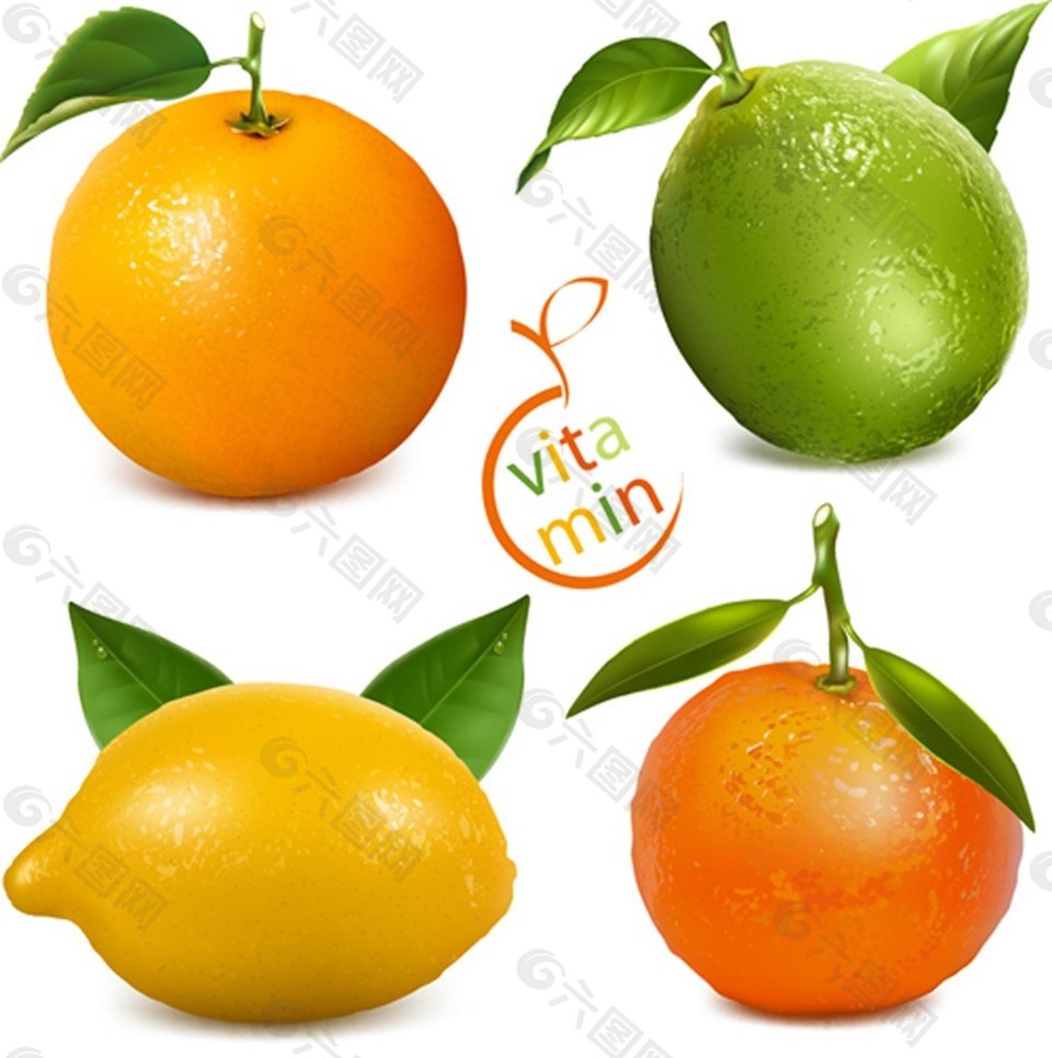 新鲜橙子柠檬矢量图