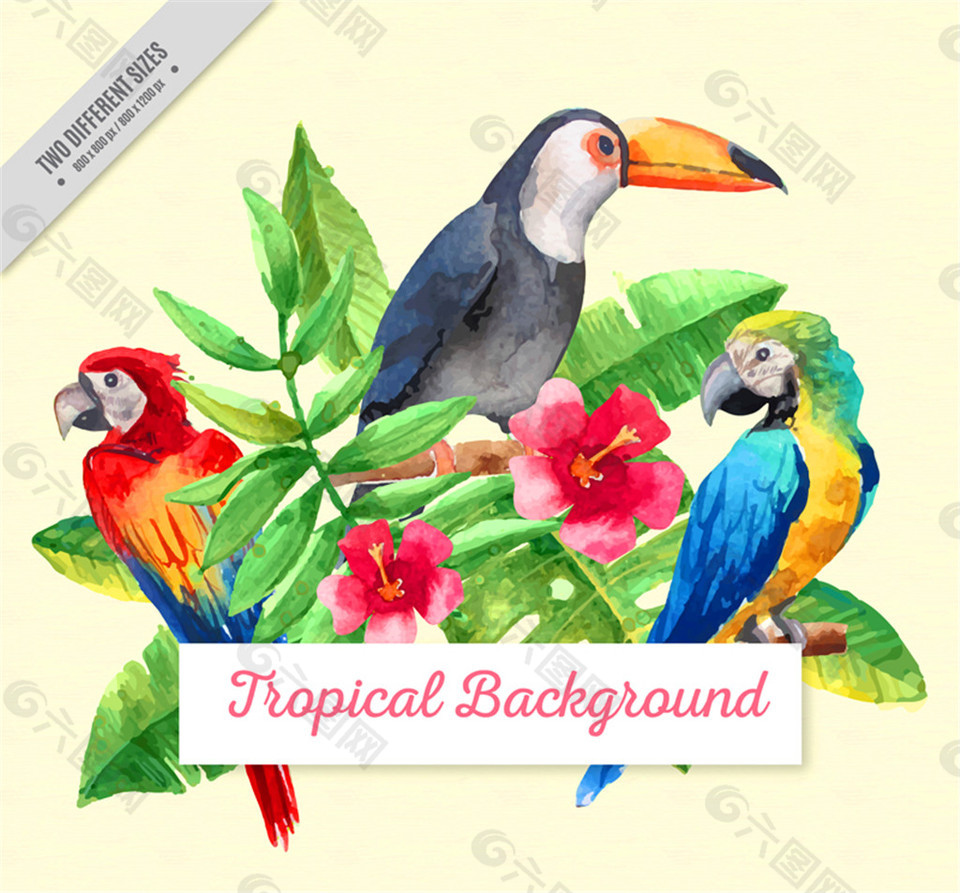 3只水彩绘热带鸟类和朱槿矢量图