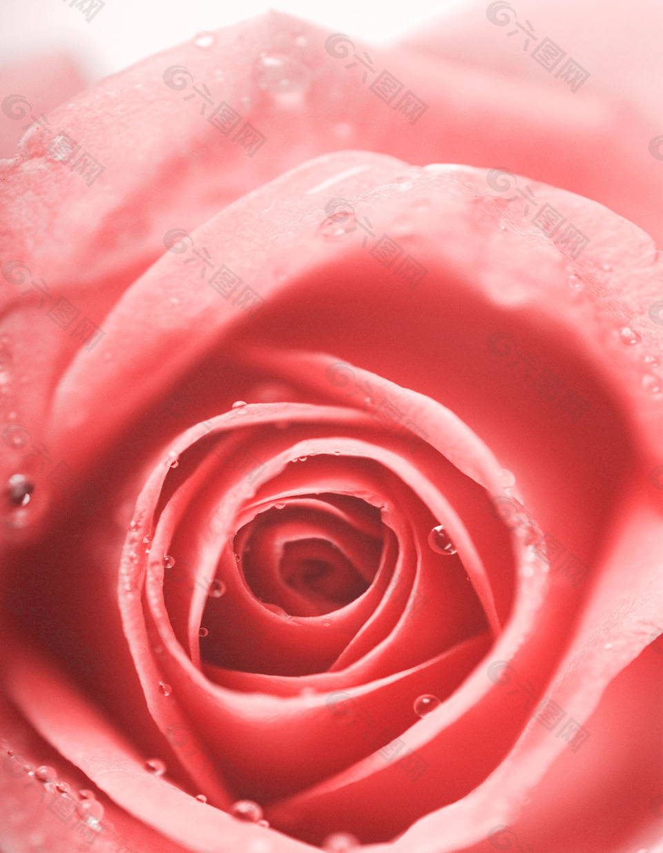 花朵水珠玫瑰花素材