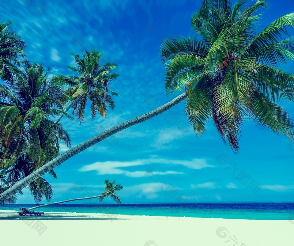 海滩椰树背景图
