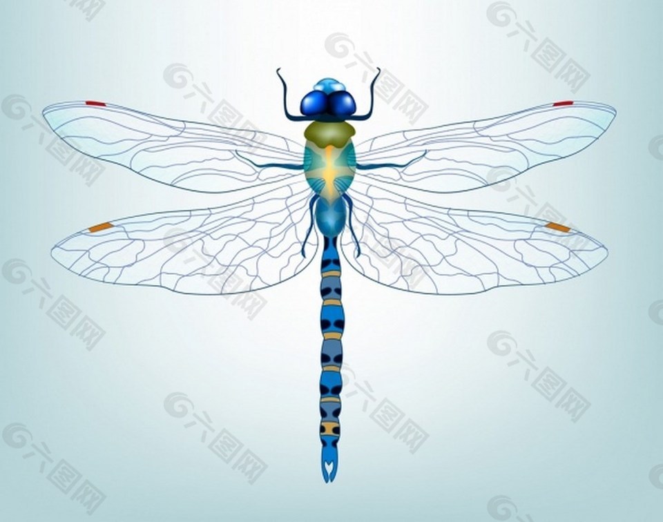 蓝色漂亮昆虫蜻蜓矢量图
