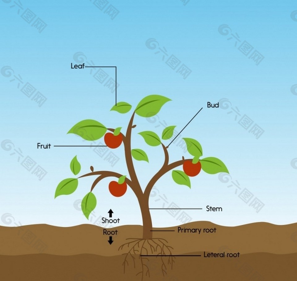 绿色植物苹果树分析矢量图