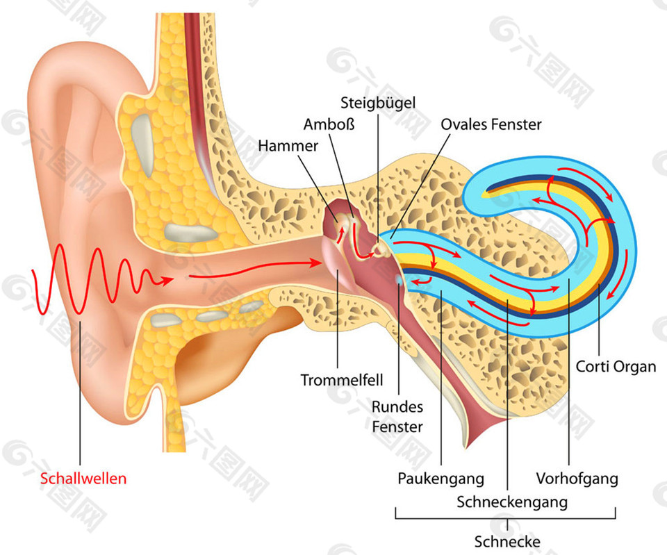 人体耳朵器官图片